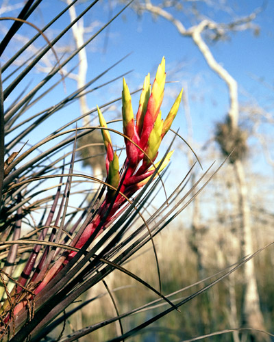Bromeliad & Blue Sky, Big Cypress