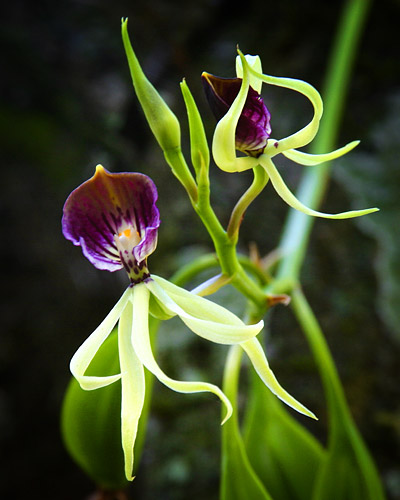 Clamshell Orchid, Fakahatchee Strand