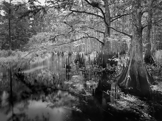 Cypress Overhang, Fisheating Creek