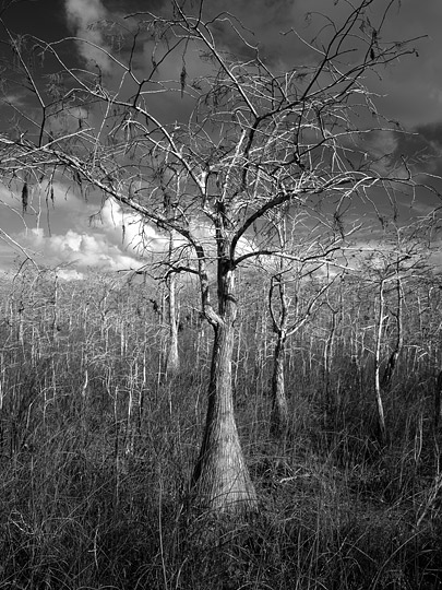 Cypress Forest #4
