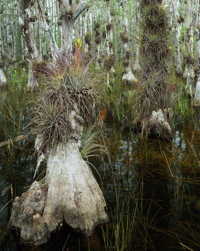 Fasciculata Cluster, Tillandsia Fasciculata, Big Cypress