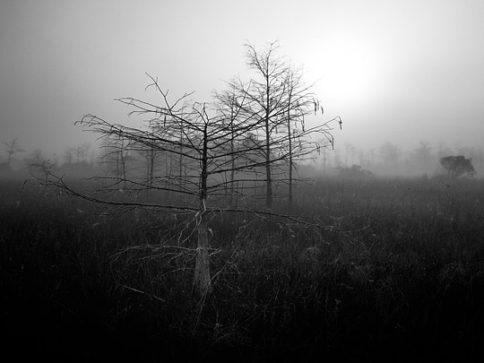 Morning Fog, Big Cypress 