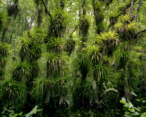 Guzmania Monostachia, Fakahatchee Strand, Strap Leaved Airplant, Florida Bromeliad