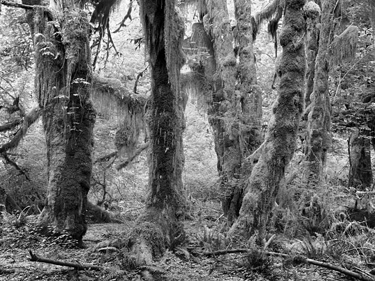 Hall of Mosses, Olympic National Park
