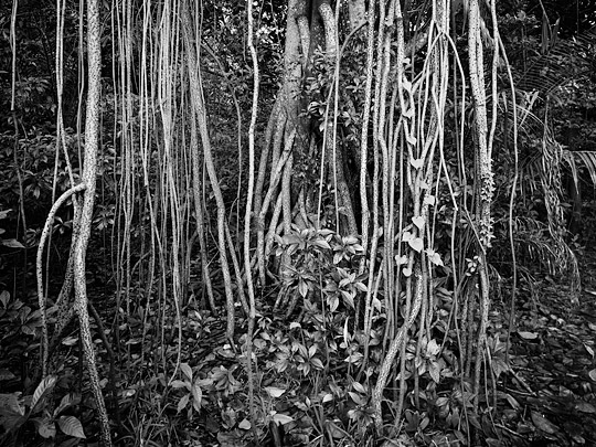Hanging Roots, Birch State Park, Fort Lauderdale, Florida