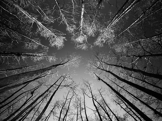 Looking Up, Cypress Dome, Big Cypress, Everglades