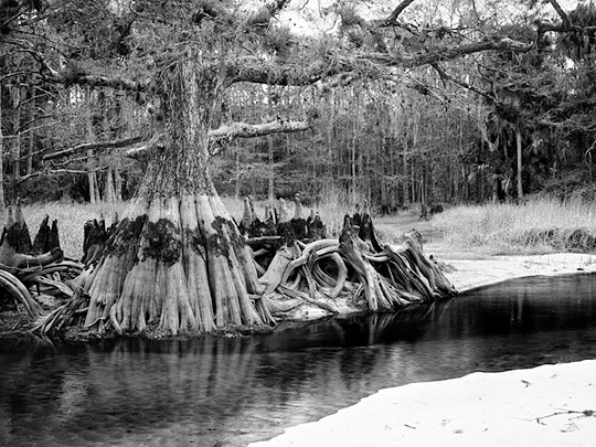 Memorial Tree #1, Fisheating Creek, Palmdale, FL, Florida