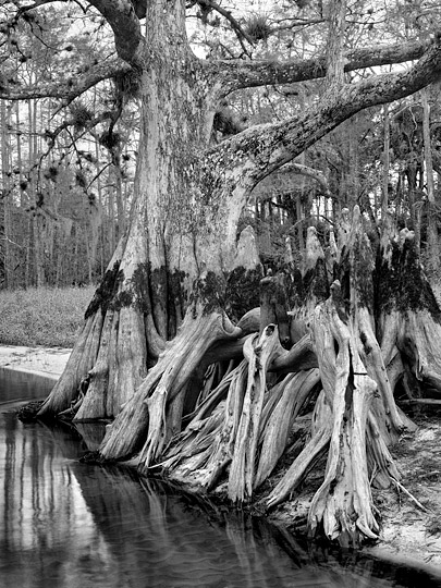 Memorial Tree #2, Fisheating Creek