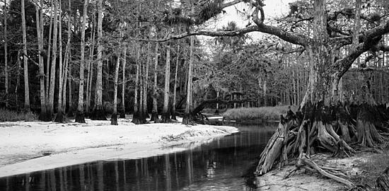 Memorial Tree #3, Fisheating Creek