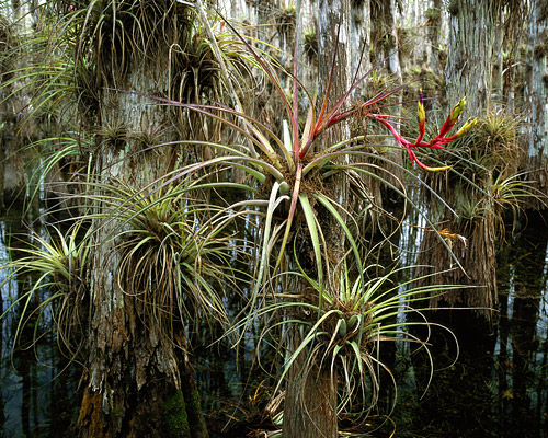 Reaching Hand, Cardinal Bromeliad