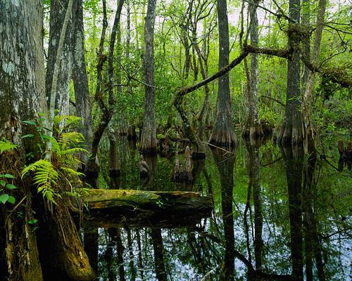 Sweetwater Strand, Big Cypress, Pond aplle, Pop Ash