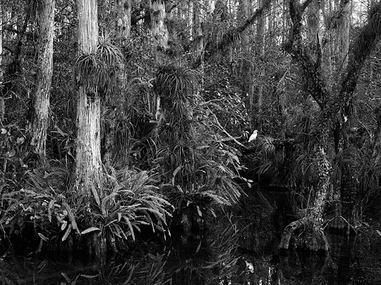 Sweetwater Strand #2, Big Cypress, Loop Road