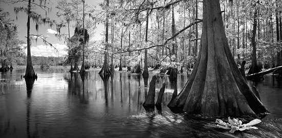 Trees Point The Way, Fisheating Creek