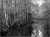 Egret at Sweetwater